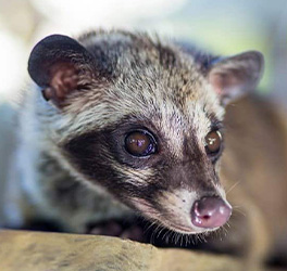 Palm Civet