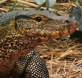 Monitor Lizard