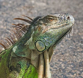 Green Iguana