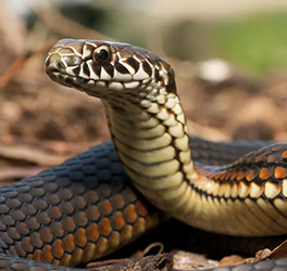 Snake