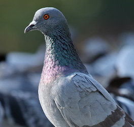 Birds